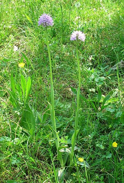 Orchis tridentata